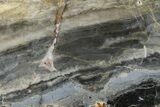 Polished Linella Avis Stromatolite - Million Years #180108-1